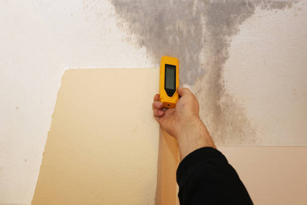 Best Black Mold Removal  in Battle Ground, IN