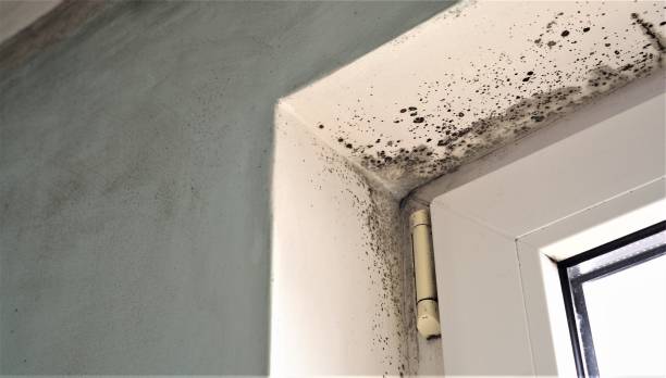 Best Commercial Mold Inspection  in Battle Ground, IN