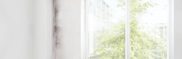 Best Mold Documentation for Insurance Claims  in Battle Ground, IN