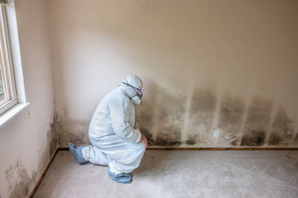 Environmental Consulting for Mold Prevention in Battle Ground, IN