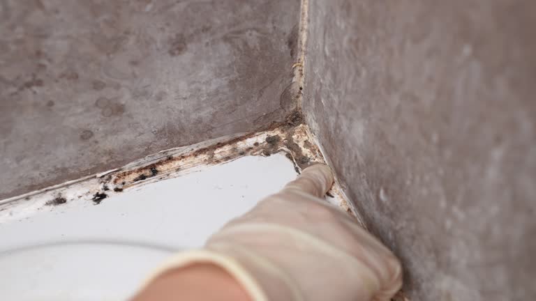 Best Emergency Mold Remediation  in Battle Ground, IN